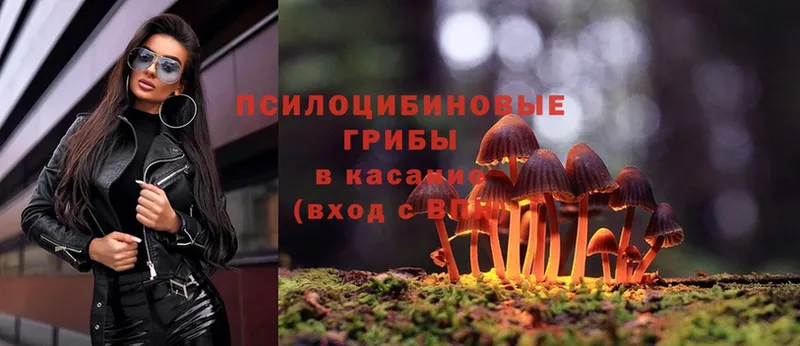 купить наркотик  ОМГ ОМГ маркетплейс  Псилоцибиновые грибы Magic Shrooms  Ветлуга 